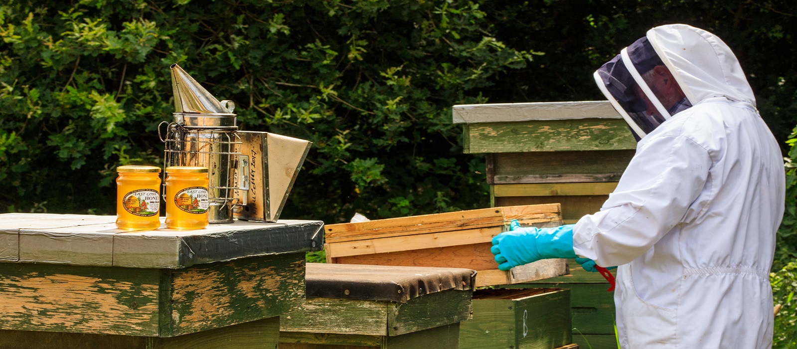 Opening Bee Hive